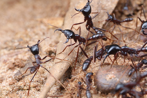 アリと共生する好蟻性生物を探して In アフリカ 九州大 小松研究員による研究進捗報告 Academist Journal